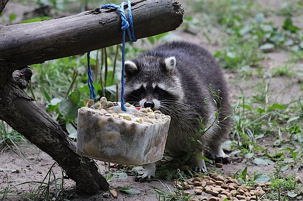 Erobert der Waschbär jetzt auch das Peenetal?