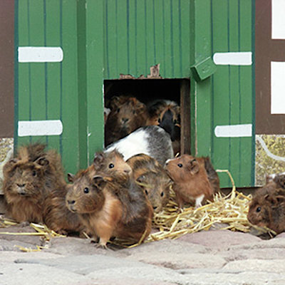  NUP_Fuetterung_Meerschweinchen.jpg